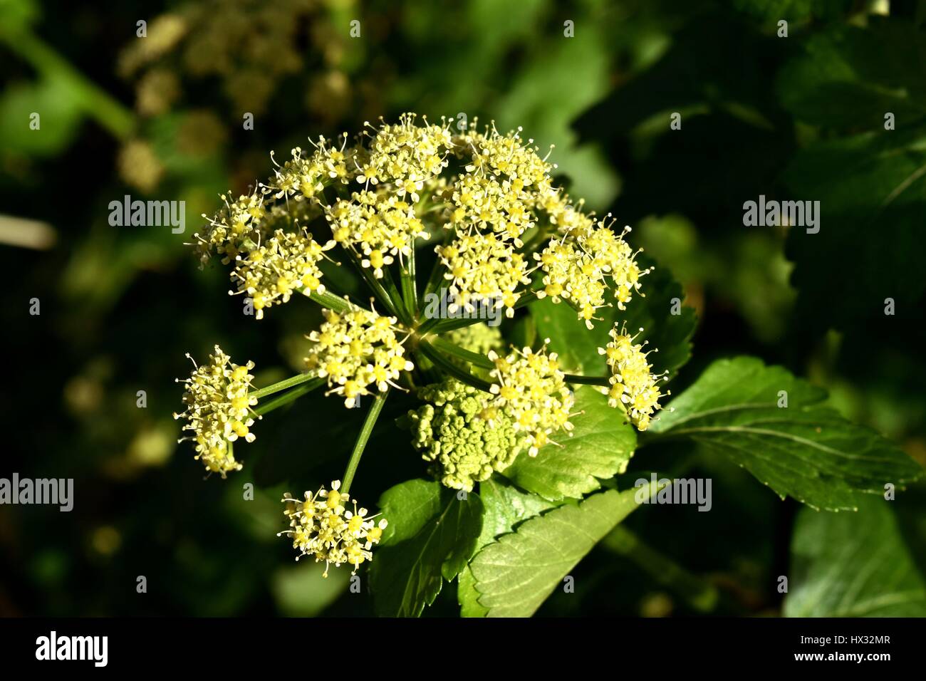 Nahaufnahme von einem gelb grün Messkopf Alexanders (Smyrnium Olusatrum) eine essbare Pflanzen der Familie Apiaceae (Doldenblütler) Stockfoto