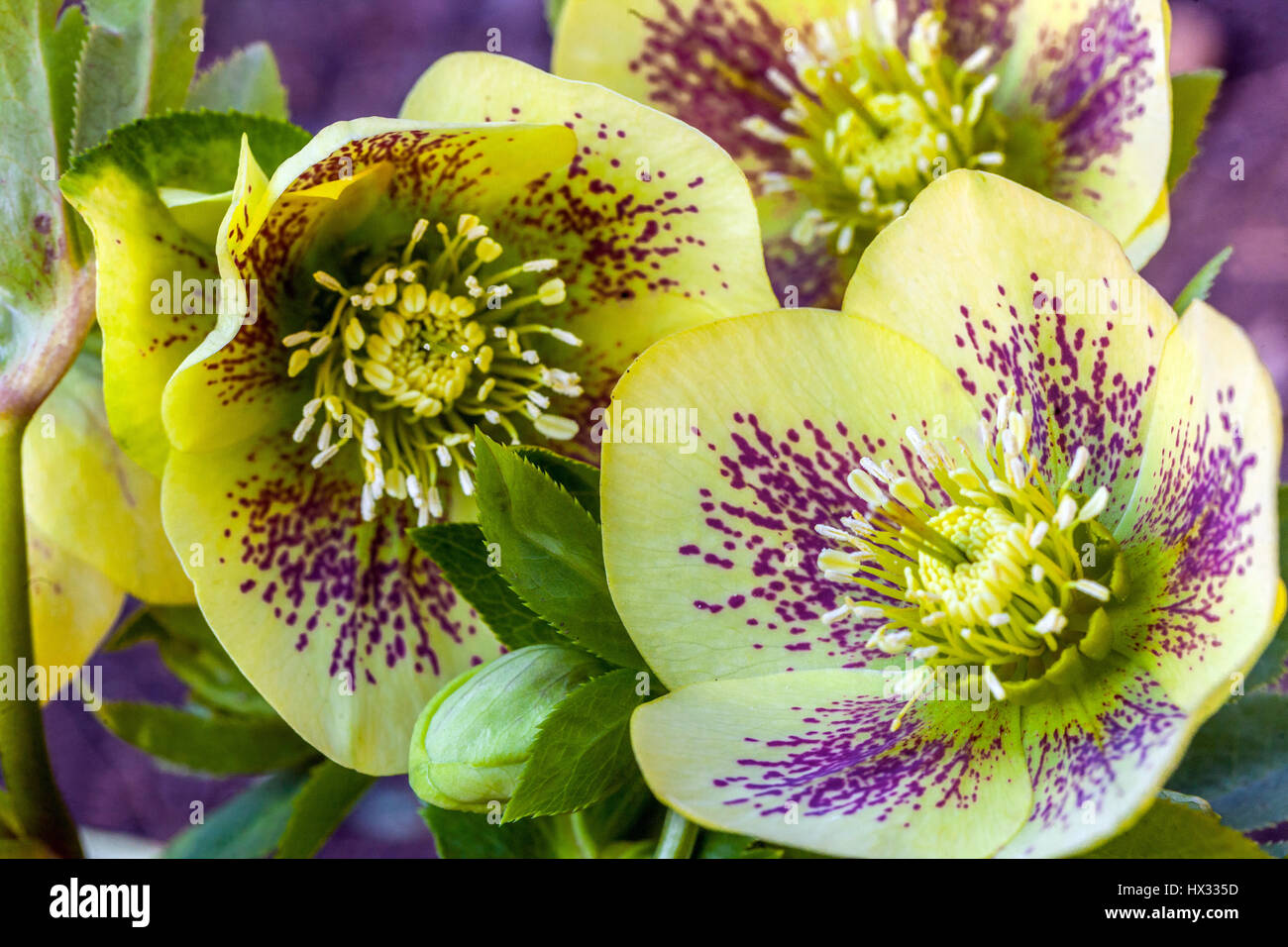 Helleborus orientalis 'Gelber Smetterling', Fastenrose, Fastenhellebore, orientalischer Hellebore in Blüte Hellebores Stockfoto