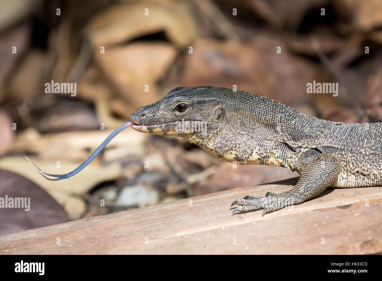 Asiatischer Wasser-Waran (Varanus Salvator) mit Zunge heraus Stockfoto