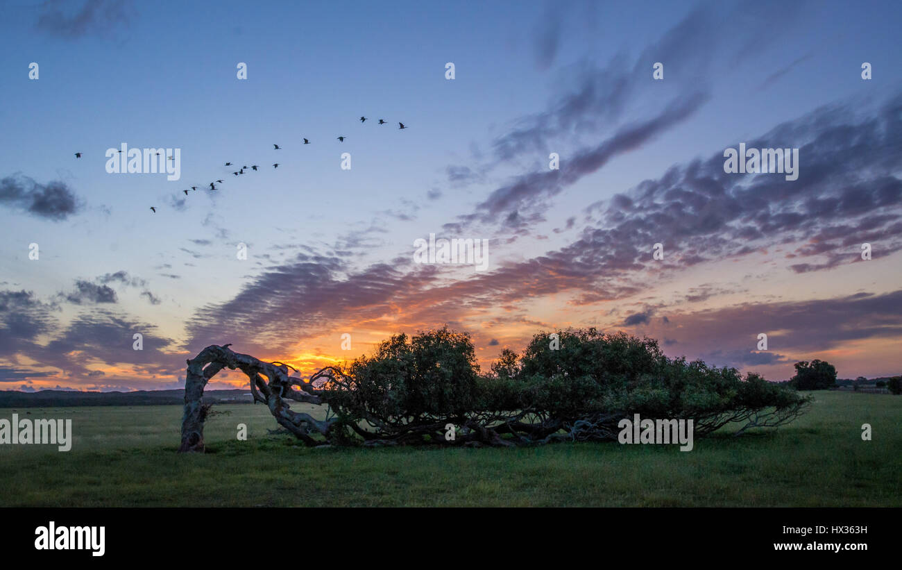 Schiefe Baum bei Sonnenuntergang Stockfoto