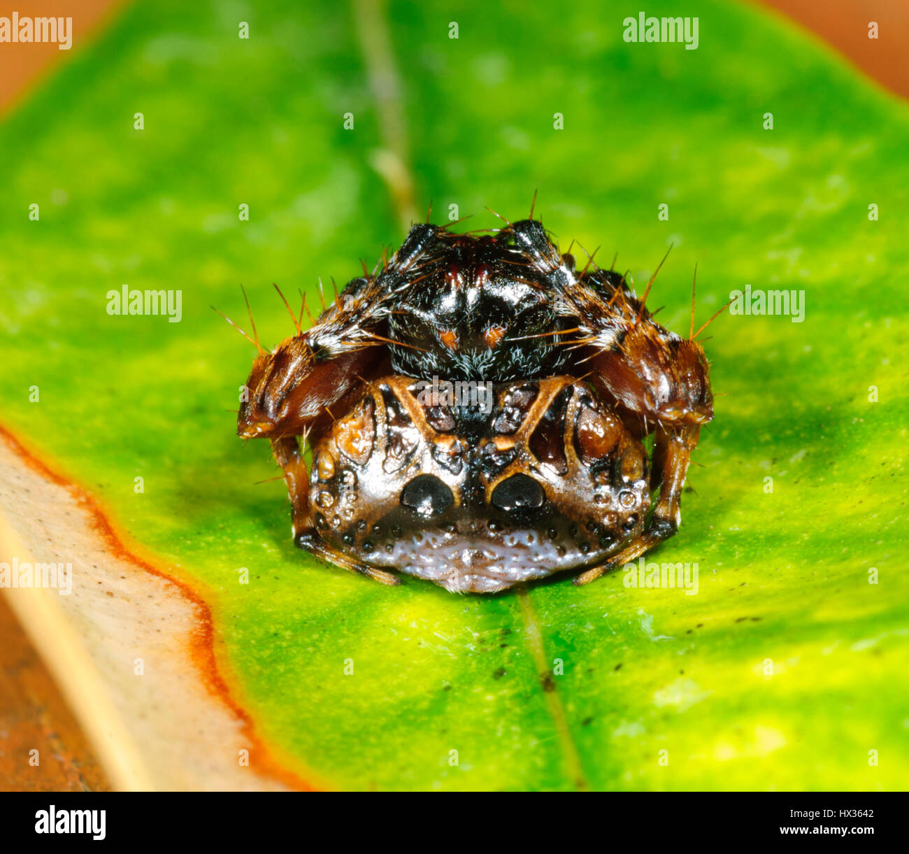 Kleine Vogel-Dropping Spider (Arkys Curtulus), New-South.Wales, Australien Stockfoto