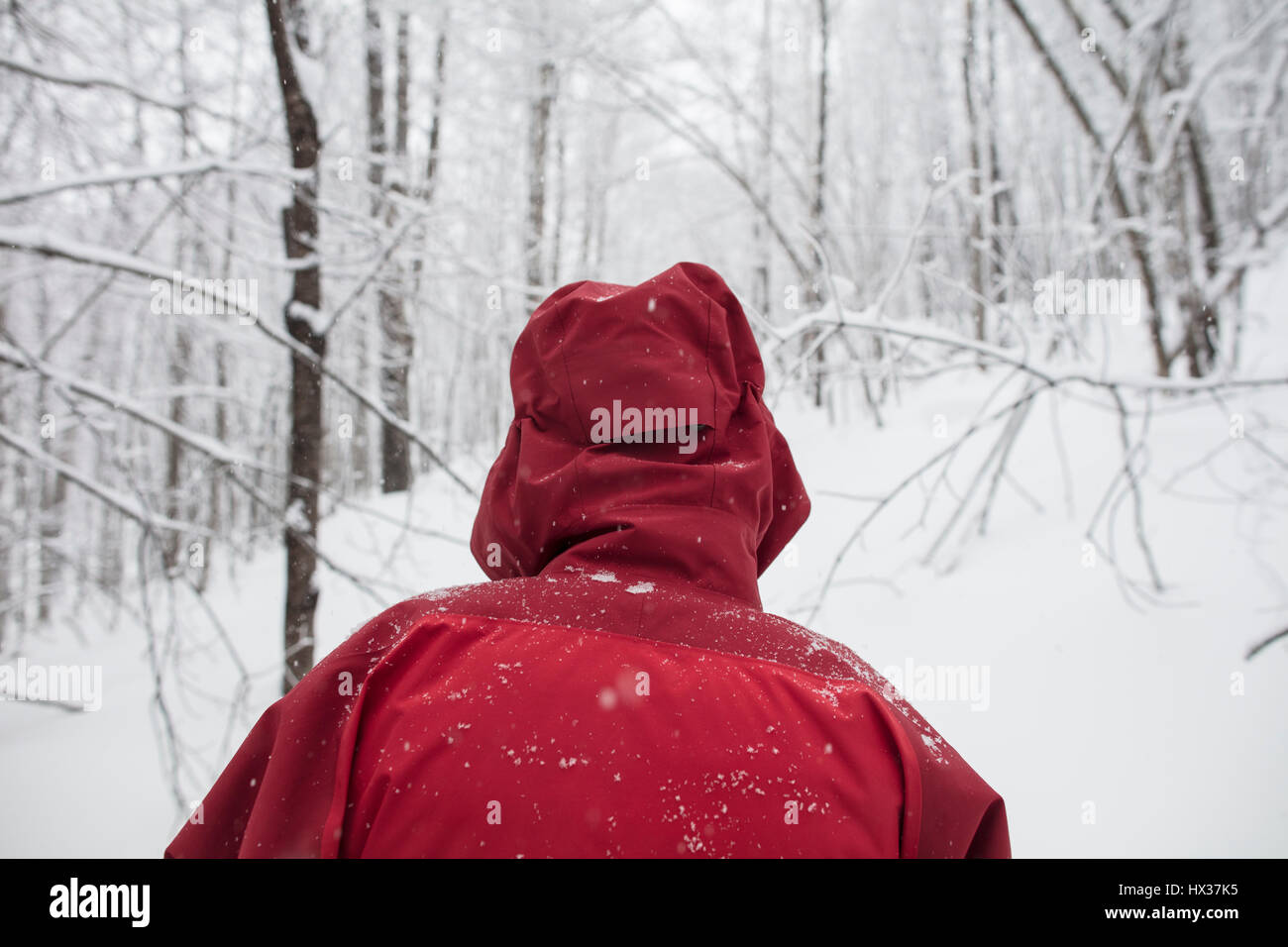 Eine Dame in einer roten Jacke Schneeschuhen im Wald nach einem Schneesturm in Hastings Hochland, Ontario, Kanada. Stockfoto