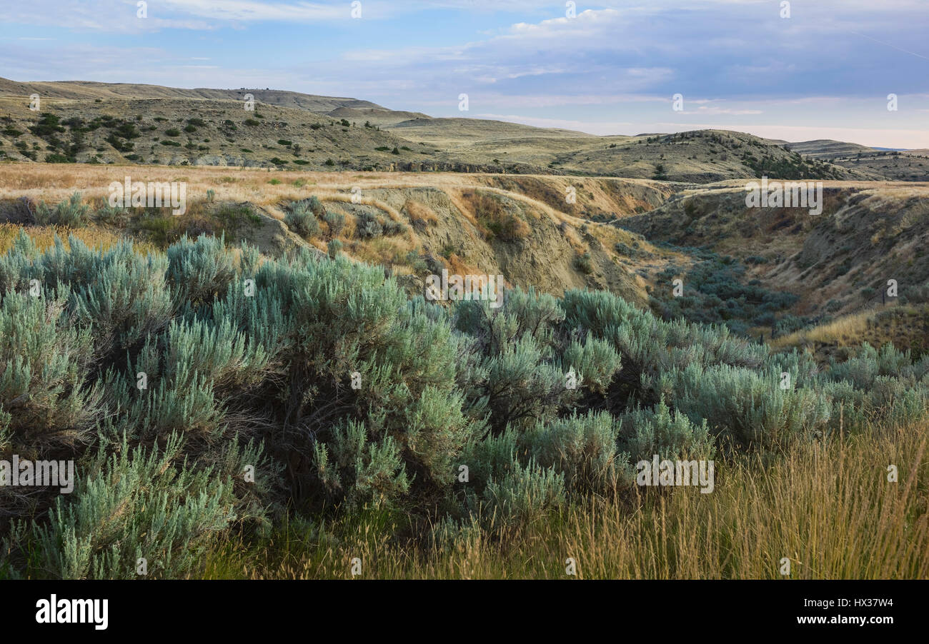 Die zerklüftete Landschaft Buschland und Wellenbewegungen der Prärie in der Nähe von Billings an der Dämmerung, Montana, USA. Stockfoto