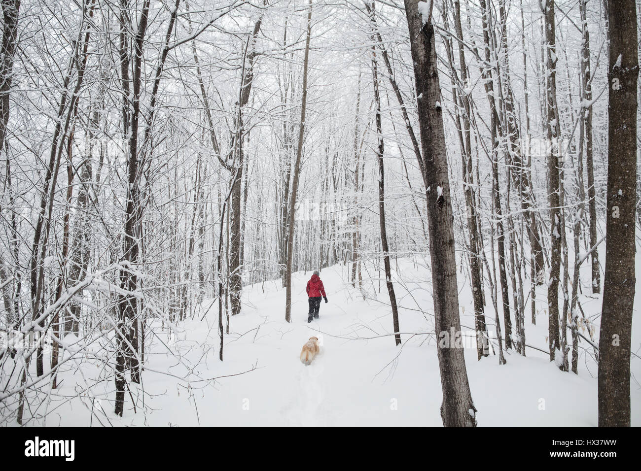 Eine Lady Schneeschuhen mit ihrem gelben Labrador Retriever (gelber Labrador) Hund während eines Schneesturms in Hastings Hochland, Ontario, Kanada. Stockfoto