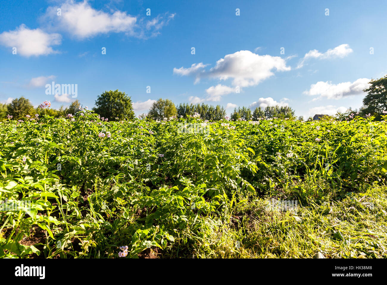 Kartoffelpflanzen mit Blumen auf der Plantage am sonnigen Sommertag Stockfoto