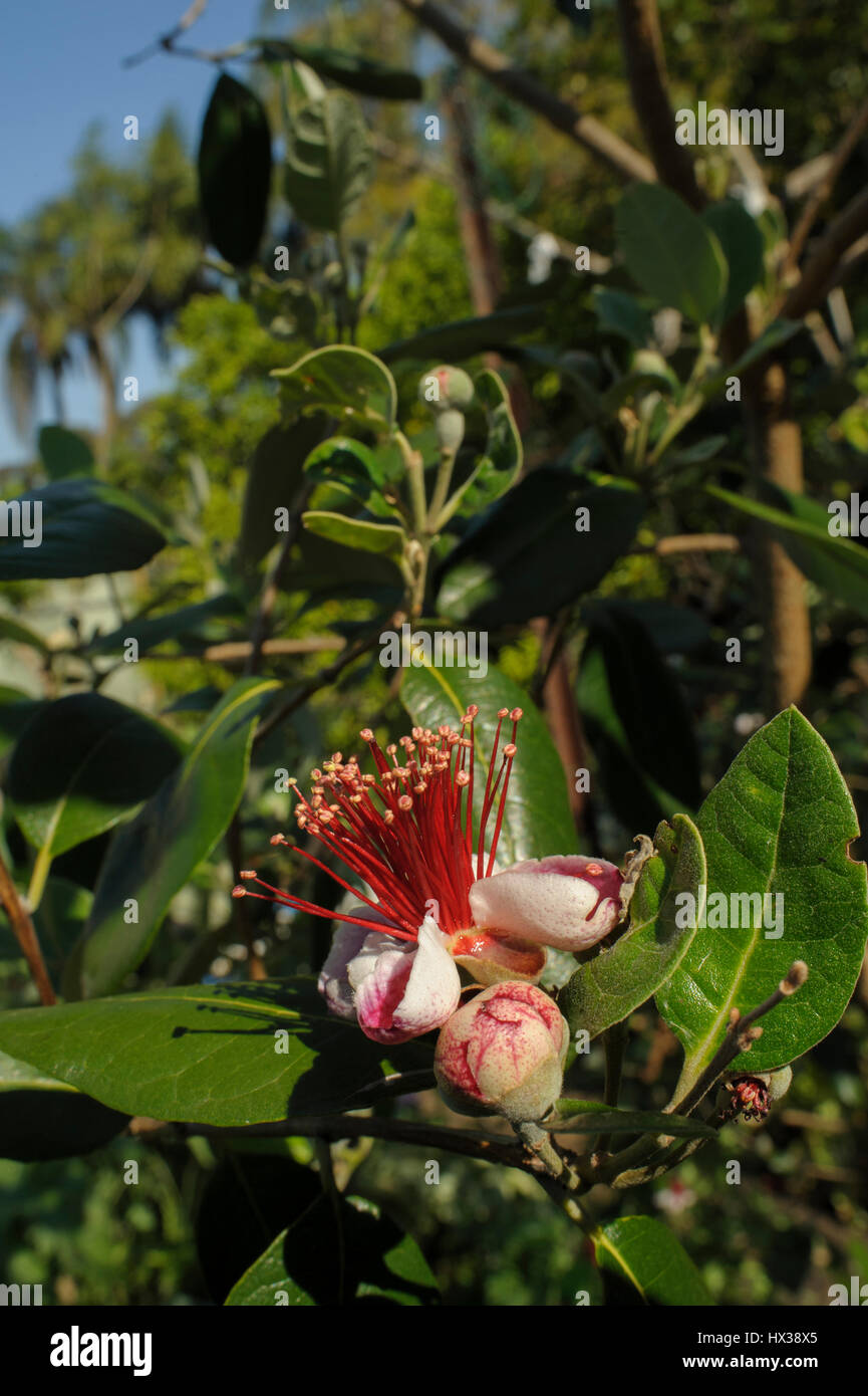 Blühende Feijoa (Acca Sellowiana), auch bekannt als Ananas Guave, Guavasteen, Blätter, Blume, Flowerbud Blütenknospe Stockfoto