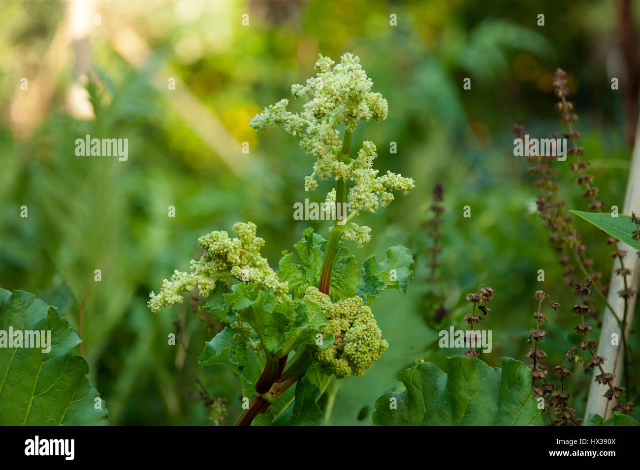 Rhabarber (Rheum Rhabarbarum) Blumen. Stockfoto