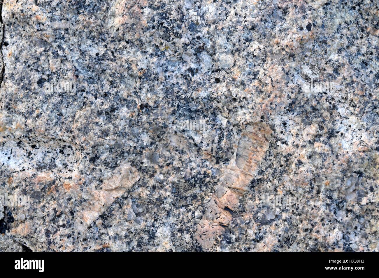 Ein Block von grauem Dartmoor Granit, zeigen große Kristalle aus Feldspat und kleineren von Quarz und Glimmer Stockfoto