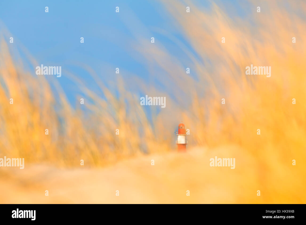 Kleine rot-weiß gestreifte Leuchtturm in der Entfernung verschwommen mit gelbem Sand und Dünengras, blauer Himmel (textfreiraum) umgeben Stockfoto