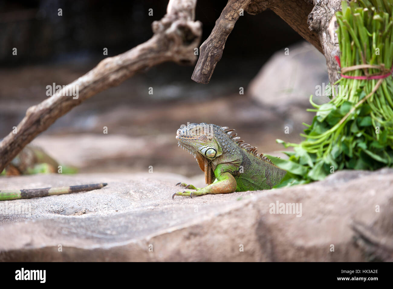Grüner Leguan am Morgen starrt immer noch auf dem steinigen Boden sitzen. Stockfoto