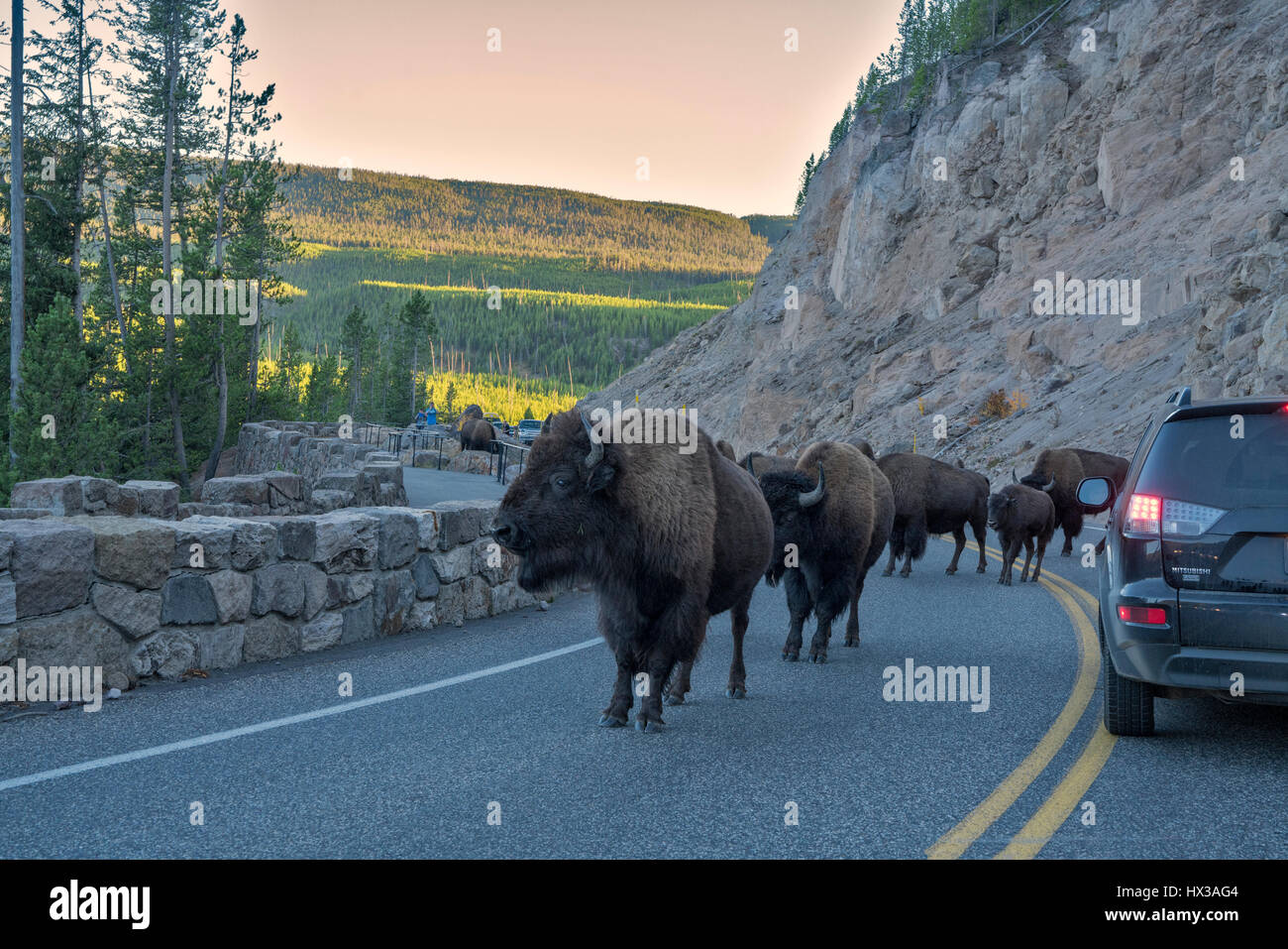 Buffalo blockieren Straße. Yellowstone-Nationalpark, Wyoming Stockfoto