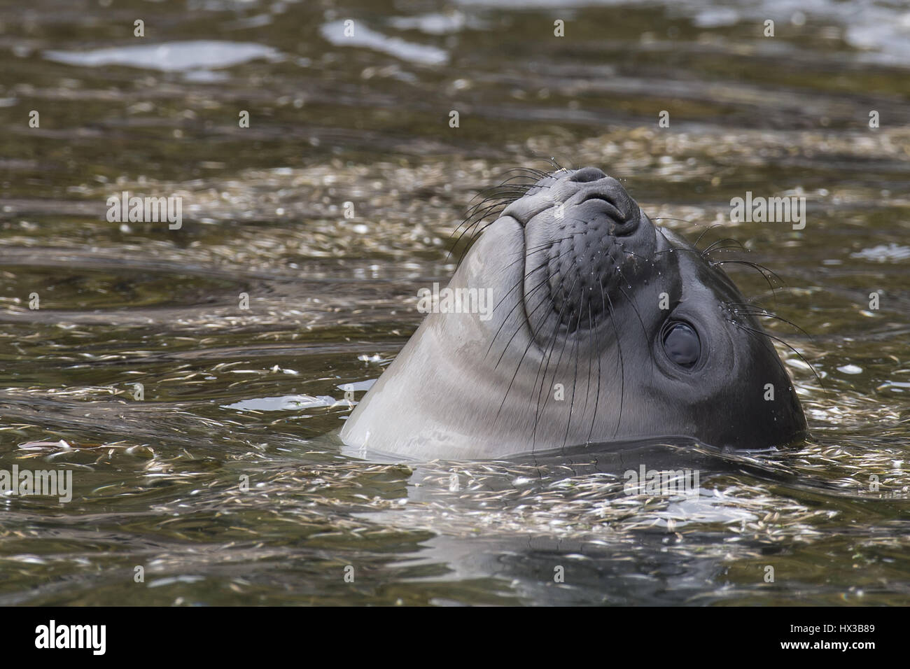 Baby Elephant Seal im Wasser Südgeorgien schön aussehen Stockfoto