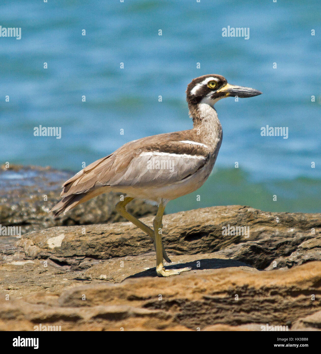 Australischen Strand Stein-Brachvogel / Strand Thick-knee Esacus Neglectus Sy E. Magnirostris mit alert Ausdruck auf Felsen neben blauen Wasser des Ozeans Stockfoto