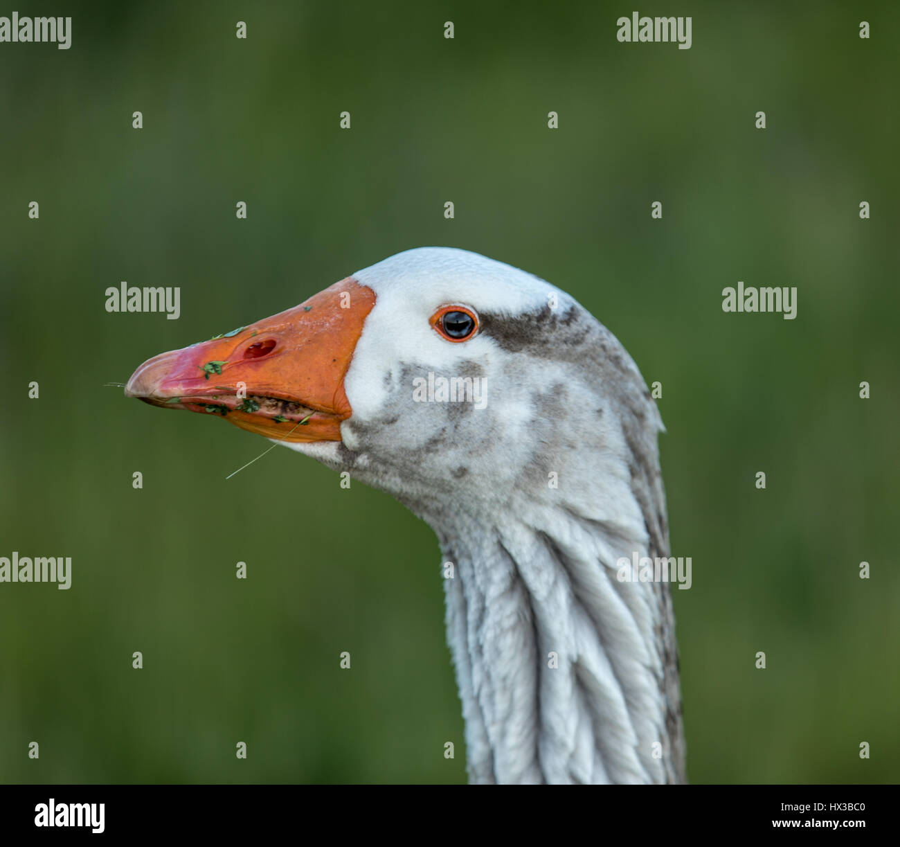 Inländische Graugans (Anser Anser) Rasen essen. Stockfoto