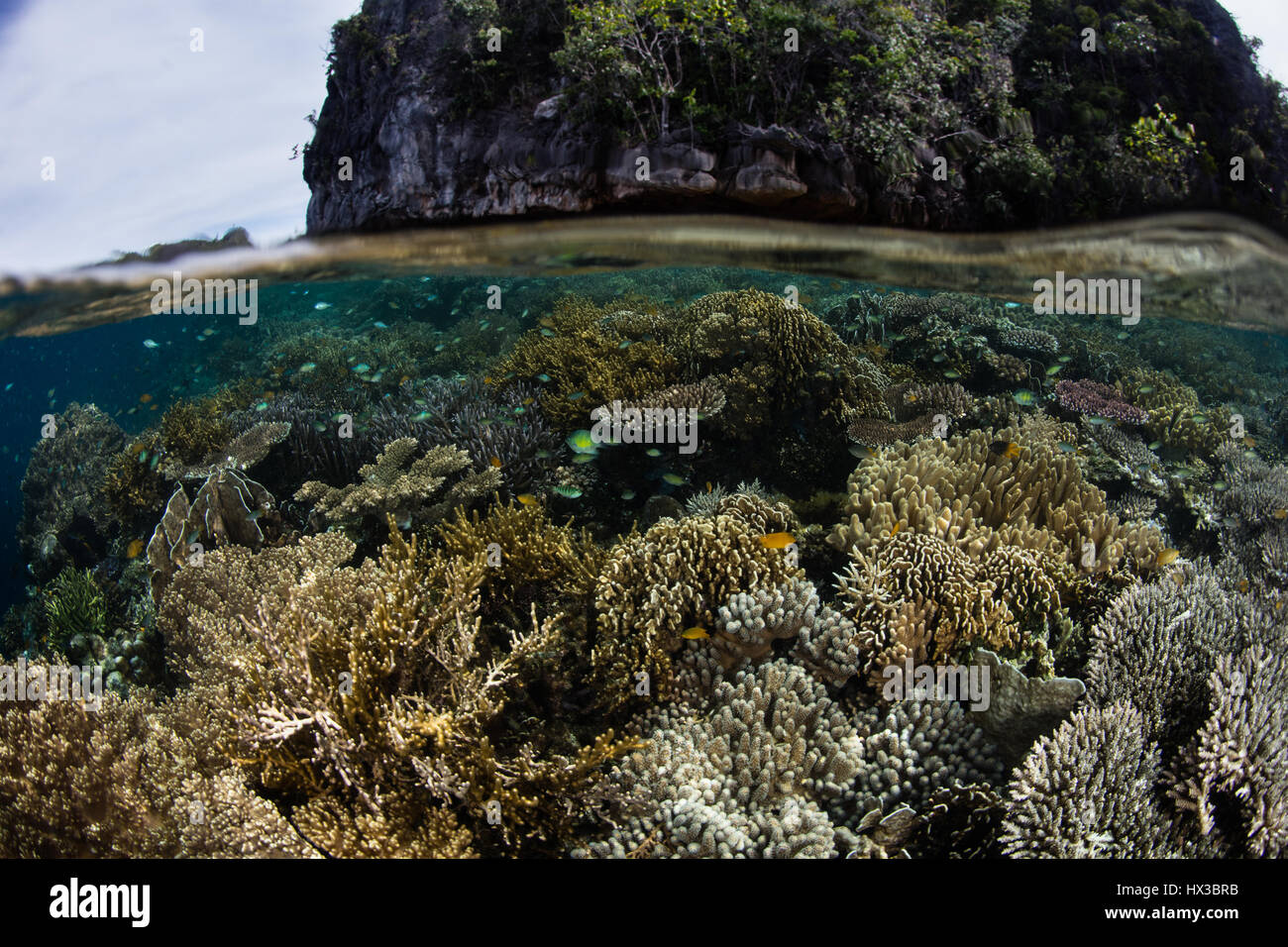 Ein gesundes Korallenriff wächst in Raja Ampat, Indonesien. Dieser entlegenen Gegend ist bekannt für seine außergewöhnliche Artenvielfalt. Stockfoto