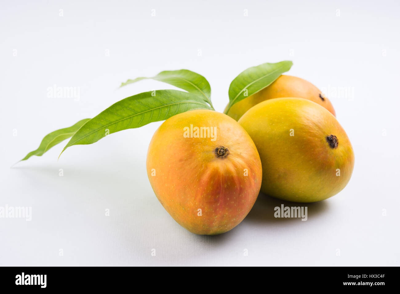 König der Früchte; Alphonso gelbe Mango Frucht Duo mit Stielen und grünen Blättern isolierten auf weißen Hintergrund, ein Produkt der Konkan aus Maharashtra - Indien Stockfoto