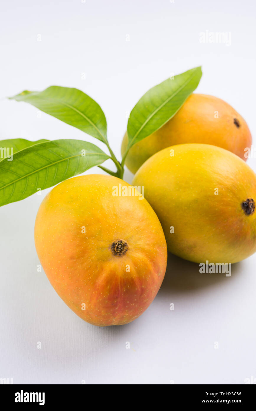 König der Früchte; Alphonso gelbe Mango Frucht Duo mit Stielen und grünen Blättern isolierten auf weißen Hintergrund, ein Produkt der Konkan aus Maharashtra - Indien Stockfoto