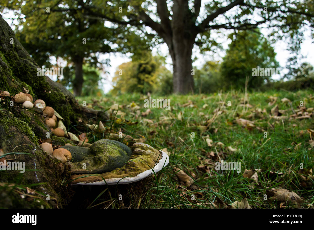 Wald-Pilze wachsen auf einem Baum. Eine Herbst-Szene Stockfoto
