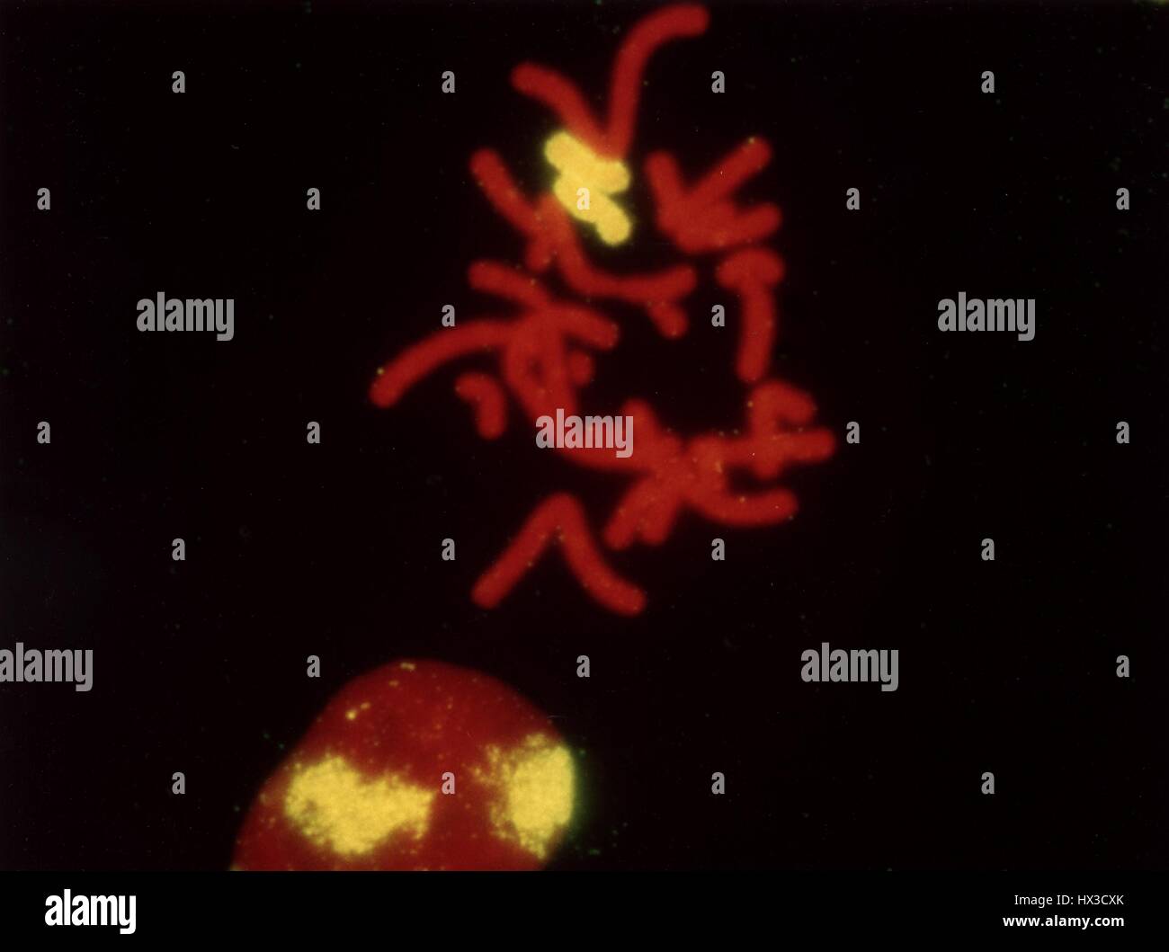 Erkennung von RadiationInduced Chromosom Trans Standorte