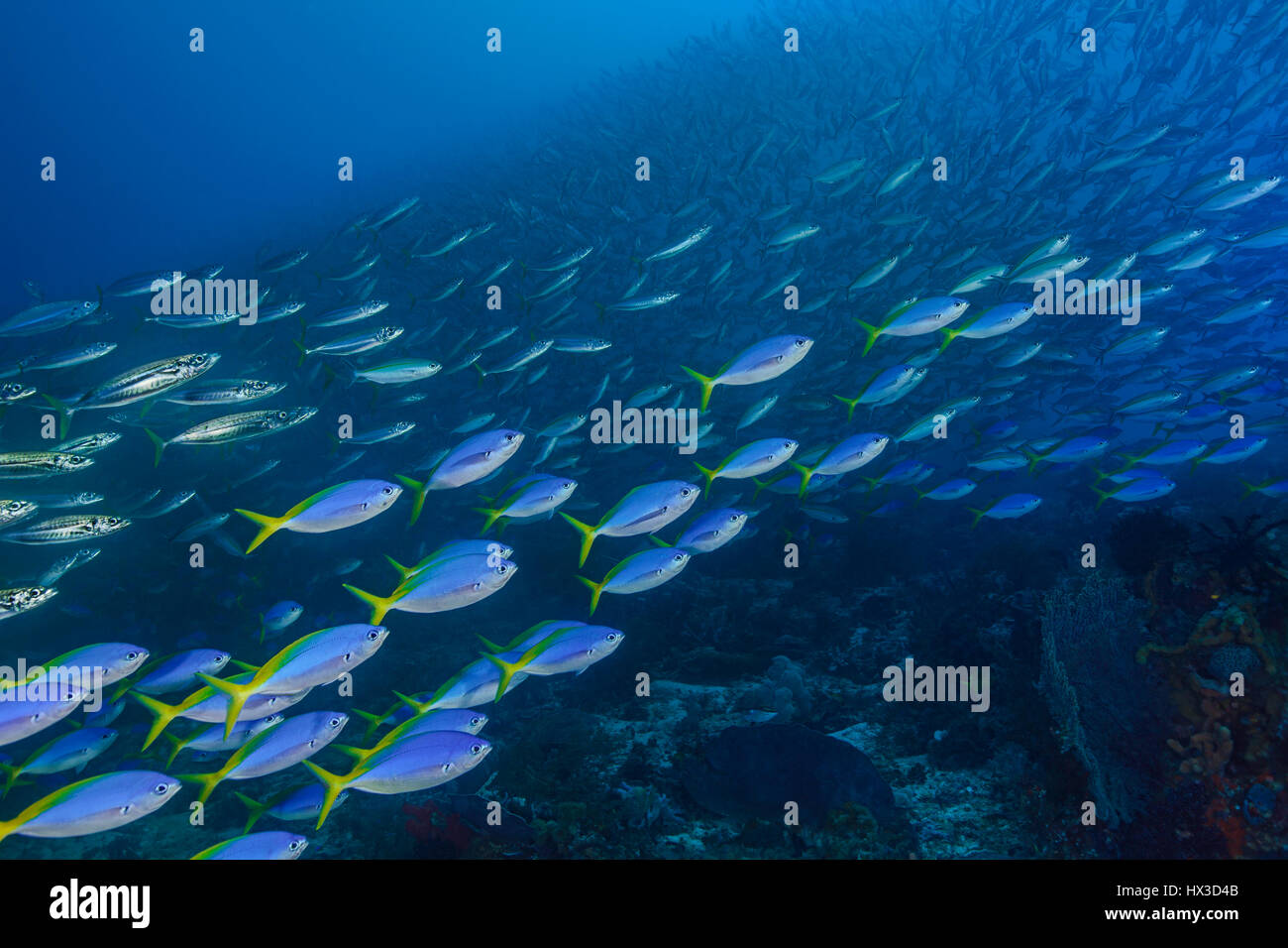 Get Barracuda Fisch Größe Pics