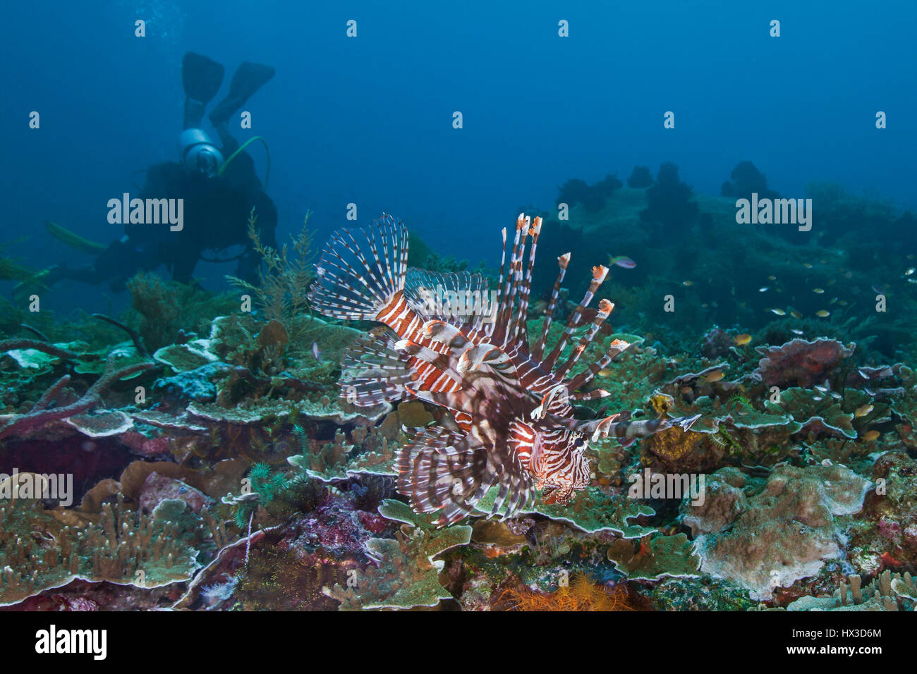 Seascape Bild der Rotfeuerfisch seine kunstvollen Flossen auf Korallenriff mit Taucher im Blauwasser Hintergrund anzeigen. Raja Ampat, Indonesien. Stockfoto