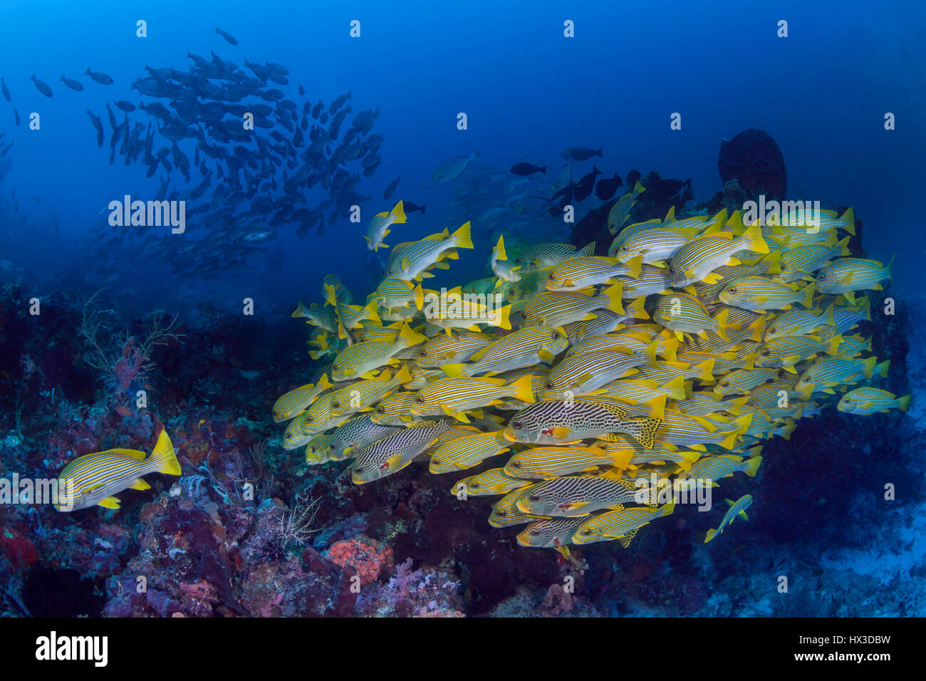 Gelbe Band Süßlippen, tropische Fische, Schule des Fisches, shoal, Korallenriff, Seascape, Unterwasser, Unterwasser, Tauchen, Tauchen in Wasser, Marine lif Stockfoto