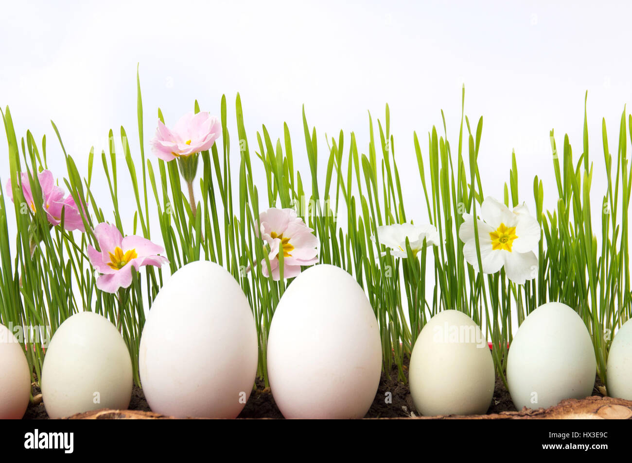 Weiße Hühnereier und Blumen in Weizen-Anlage Stockfoto