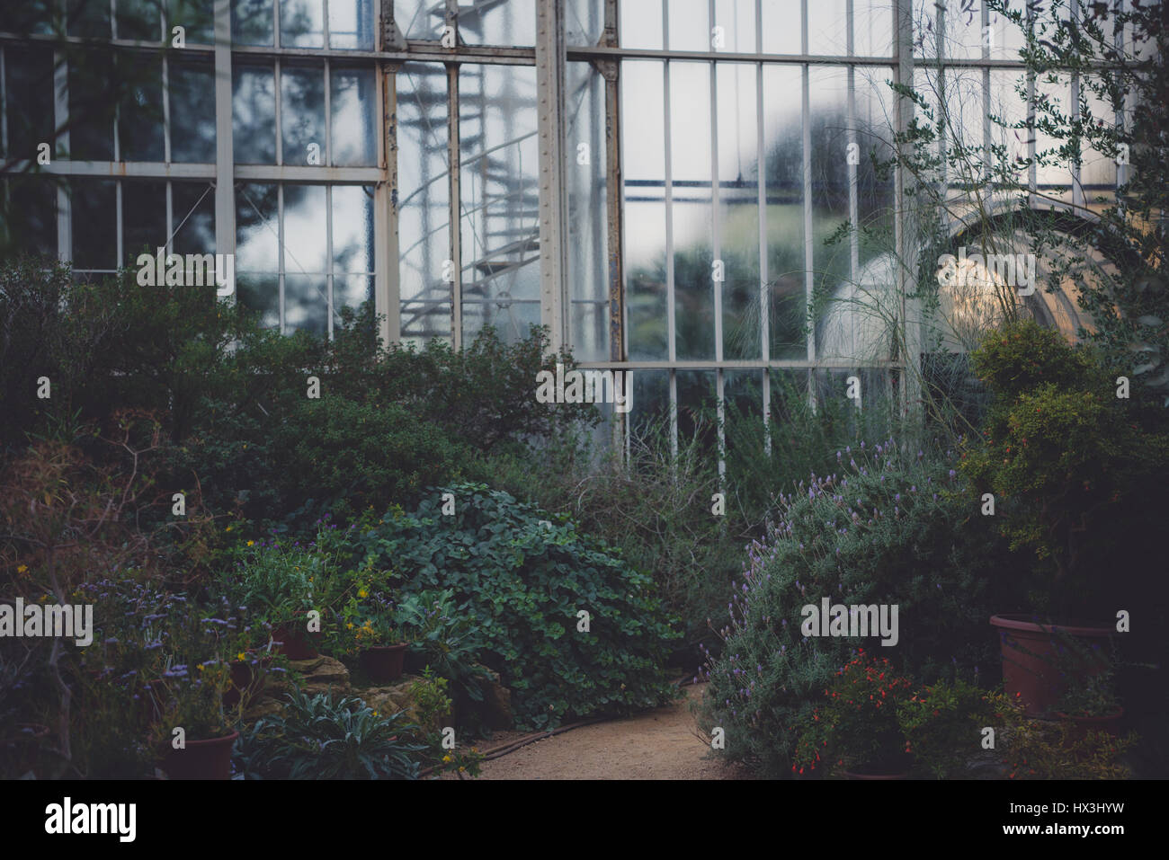 Schöne üppige Pflanzenwelt im Botanischen Garten in Berlin, Deutschland zu finden. Stockfoto