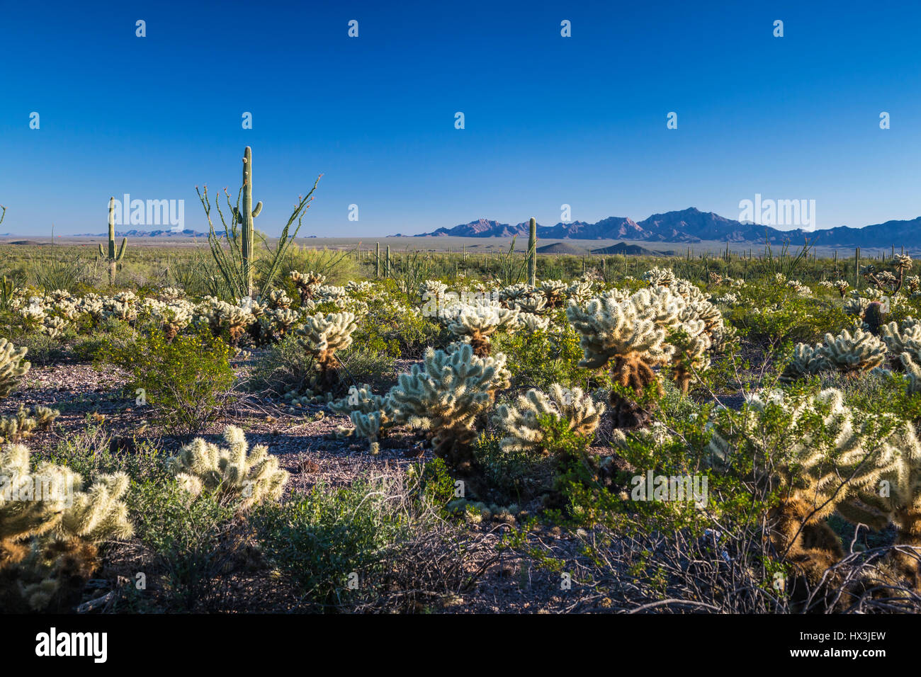 Wüste Vegetation der Kaktus in den Organ Pipe Cactus National Monument, Arizona, USA. Stockfoto