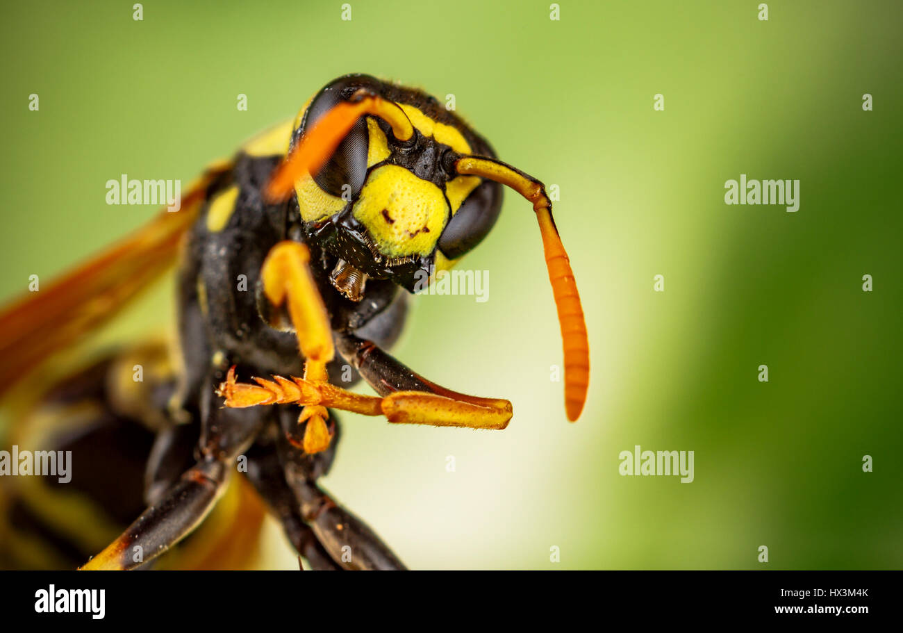 Wespe Kopf Makroaufnahme auf grünem Hintergrund Stockfoto