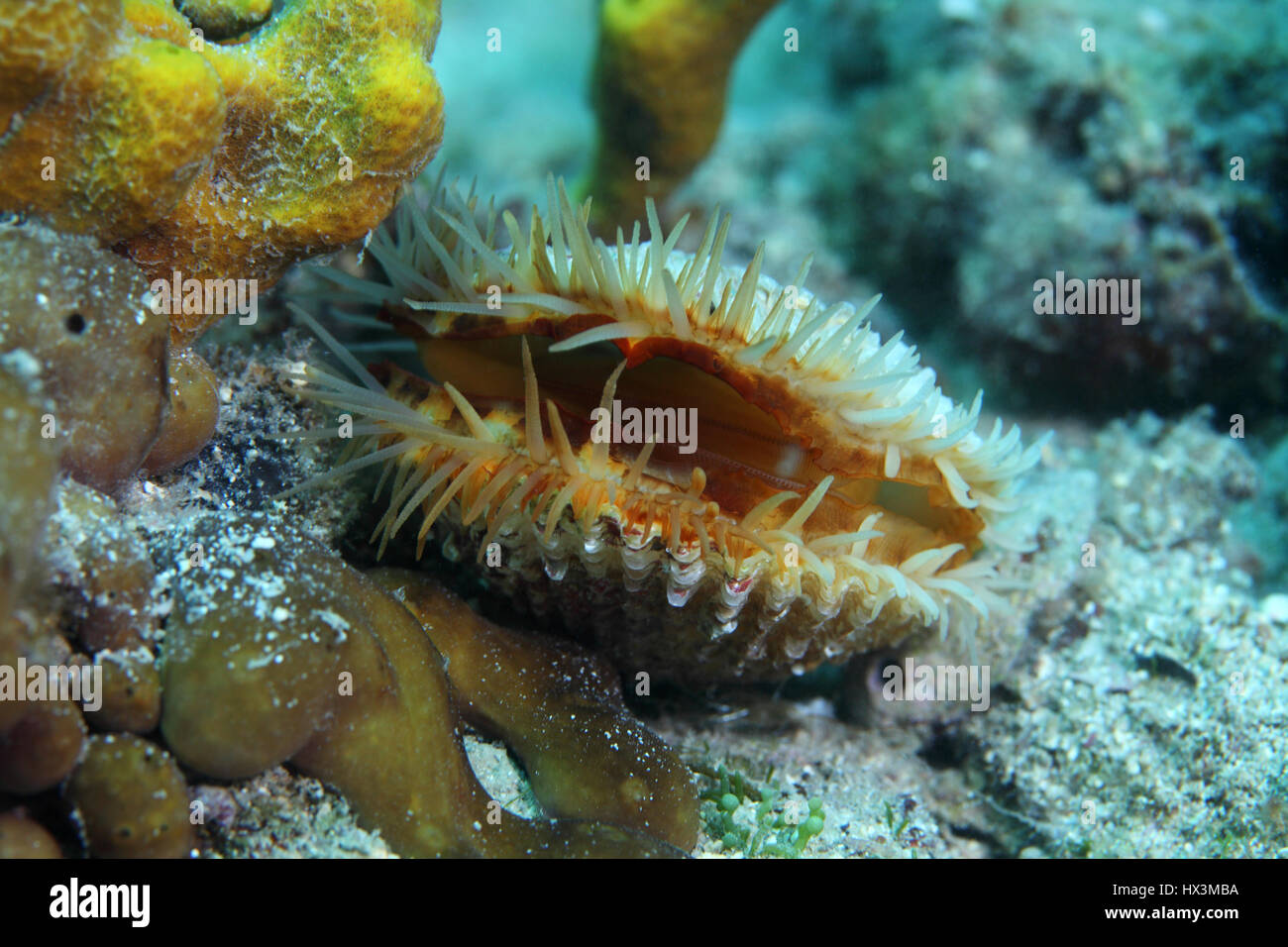 Clam europäischen stachelige Herzmuschel (Acanthocardia Echinata) auf der Unterseite des Mittelmeers unter Wasser Stockfoto