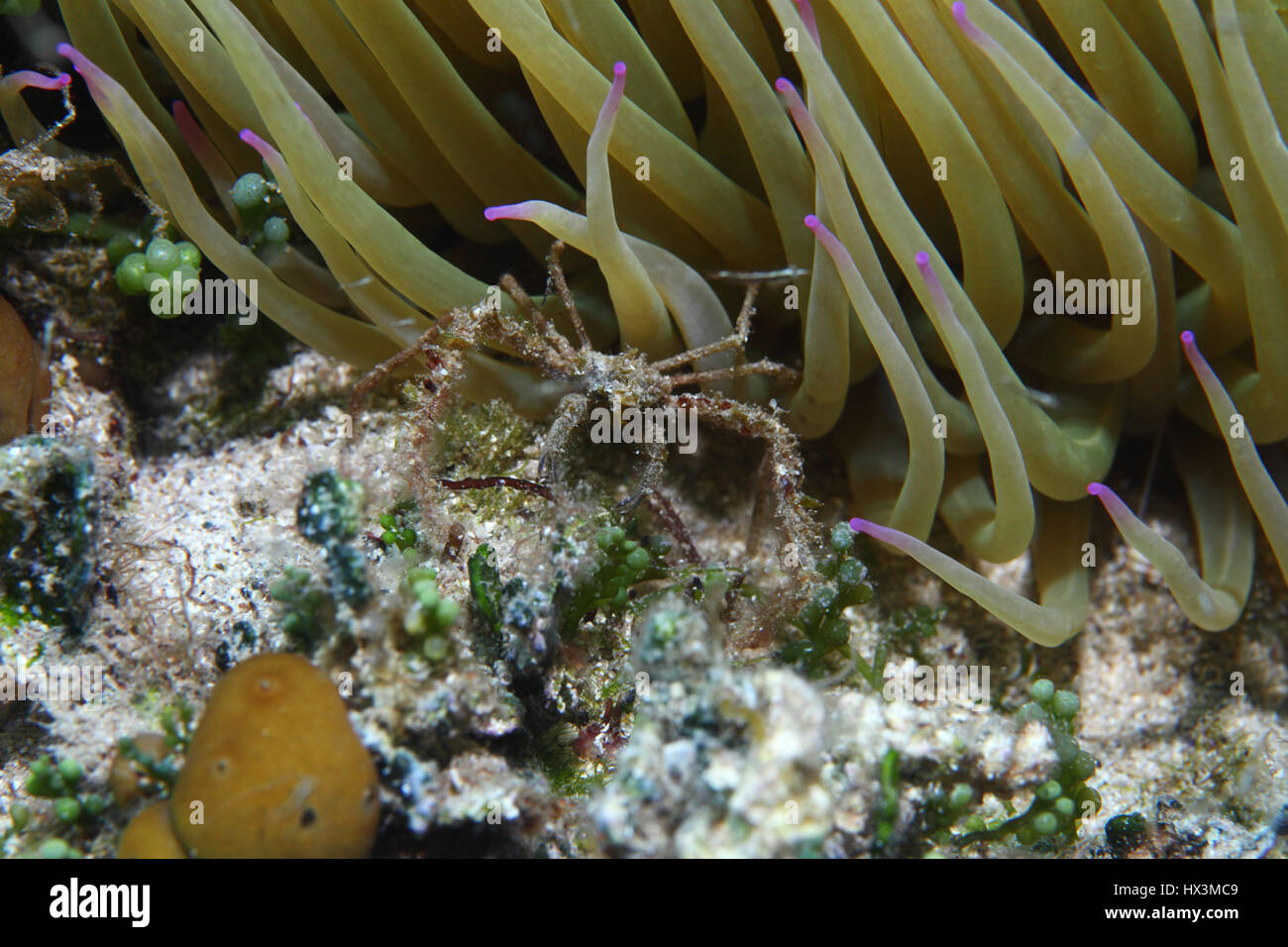 Leach Seespinne (Inachos Phalangium) Unterwasser mit Seeanemonen im Mittelmeer Stockfoto