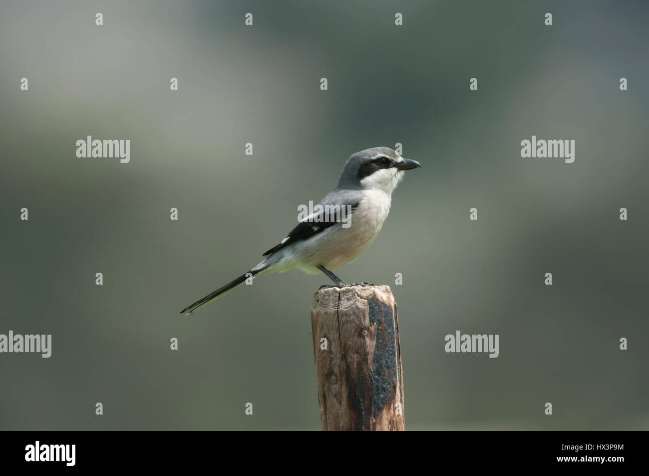 Iberische graues Shrike Lanius Meridionalis thront Rhonda Spain Stockfoto