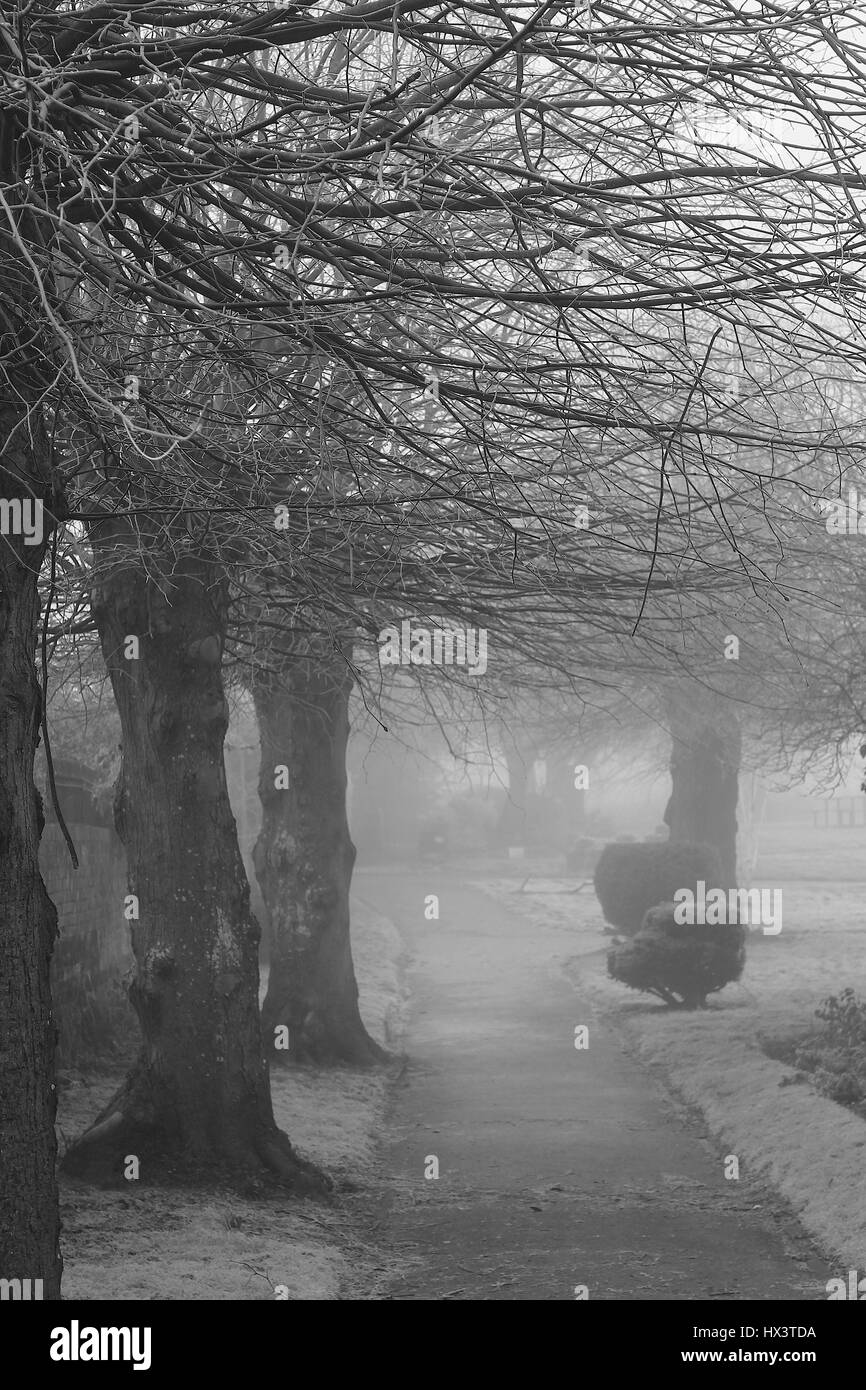 Bäume im Nebel und Nebel Stockfoto