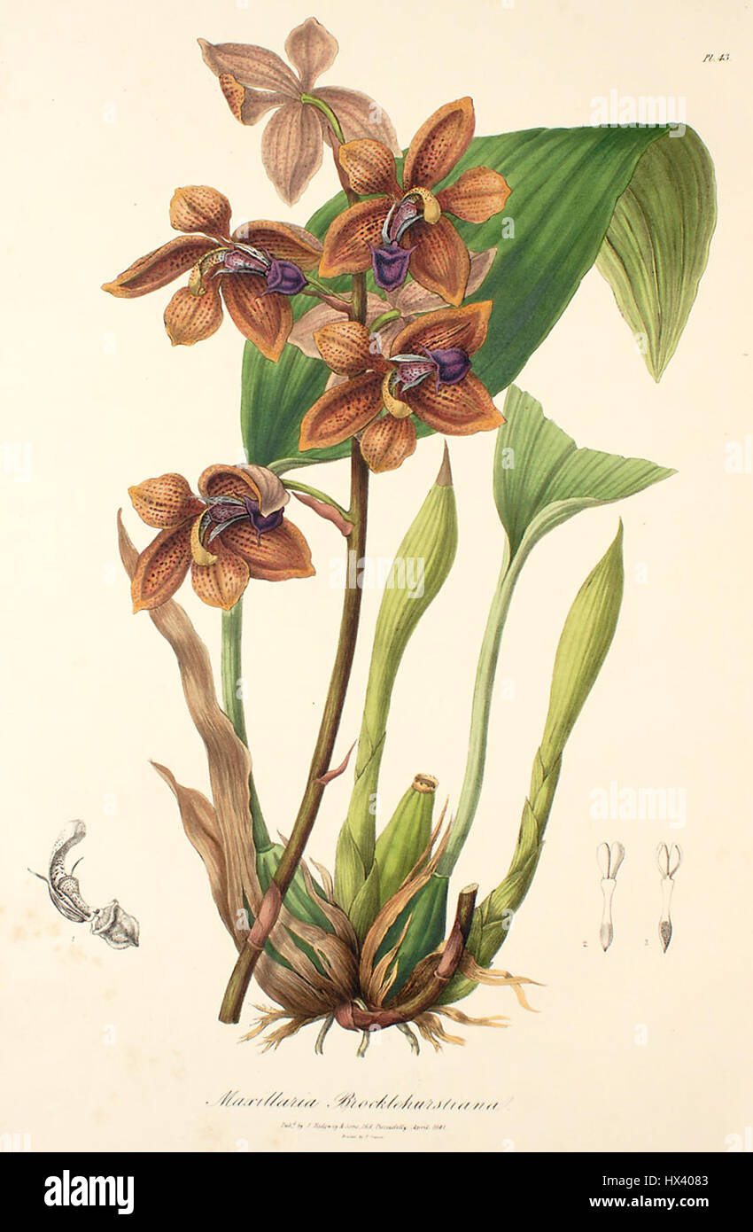 Houlletia Brocklehurstiana (als Maxillaria Brocklehurstiana) Arbeit Lindley pl. 43 (1838) Stockfoto