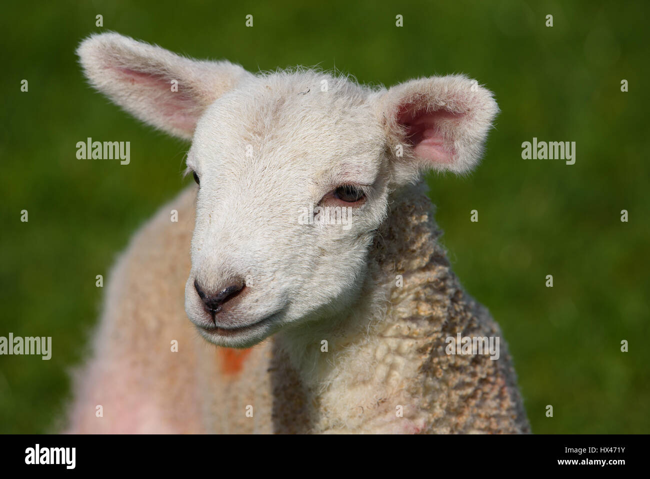 Chippen, Preston, Lancashire, UK. 24. März 2017. Ein Lamm zu Beginn der diesjährigen Lämmer am Sattel End Farm, Chipping, Preston, Lancashire. Bildnachweis: John Eveson/Alamy Live-Nachrichten Stockfoto