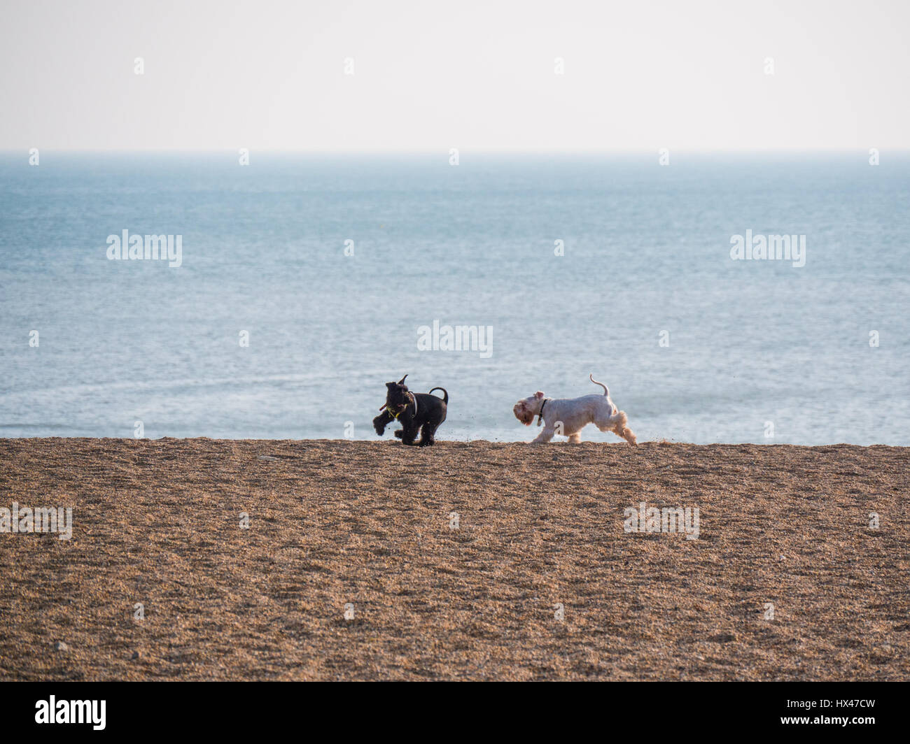 West Bay, Dorset, UK. 24. März 2017. Zwei Hunde spielen wie die Wolke schließlich löscht und diesig, aber sonniger Nachmittag folgt. Mit einem Wetter hoch folgen und wärmere Temperaturen erwartet an diesem Wochenende. © Dan Tucker/Alamy Live-Nachrichten Stockfoto