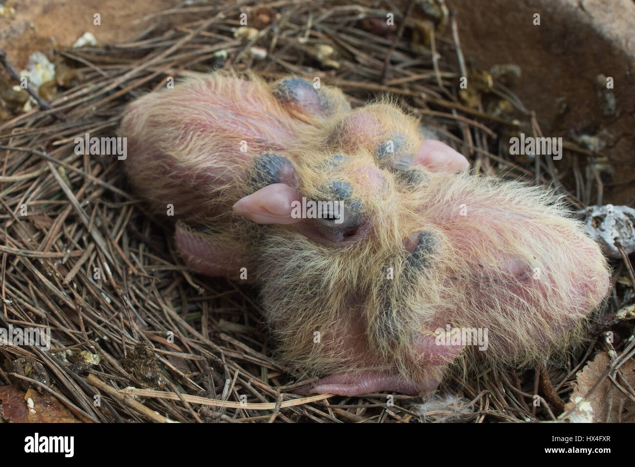 Loburg, Deutschland. 20. März 2017. Junge Tauben Kragen sehen Sie in ihrem Nest an der Vogelwarte Schutz Storchenhof in Loburg, Deutschland, 20. März 2017. Foto: Klaus-Dietmar Gabbert/ZB/Dpa/Alamy Live News Stockfoto