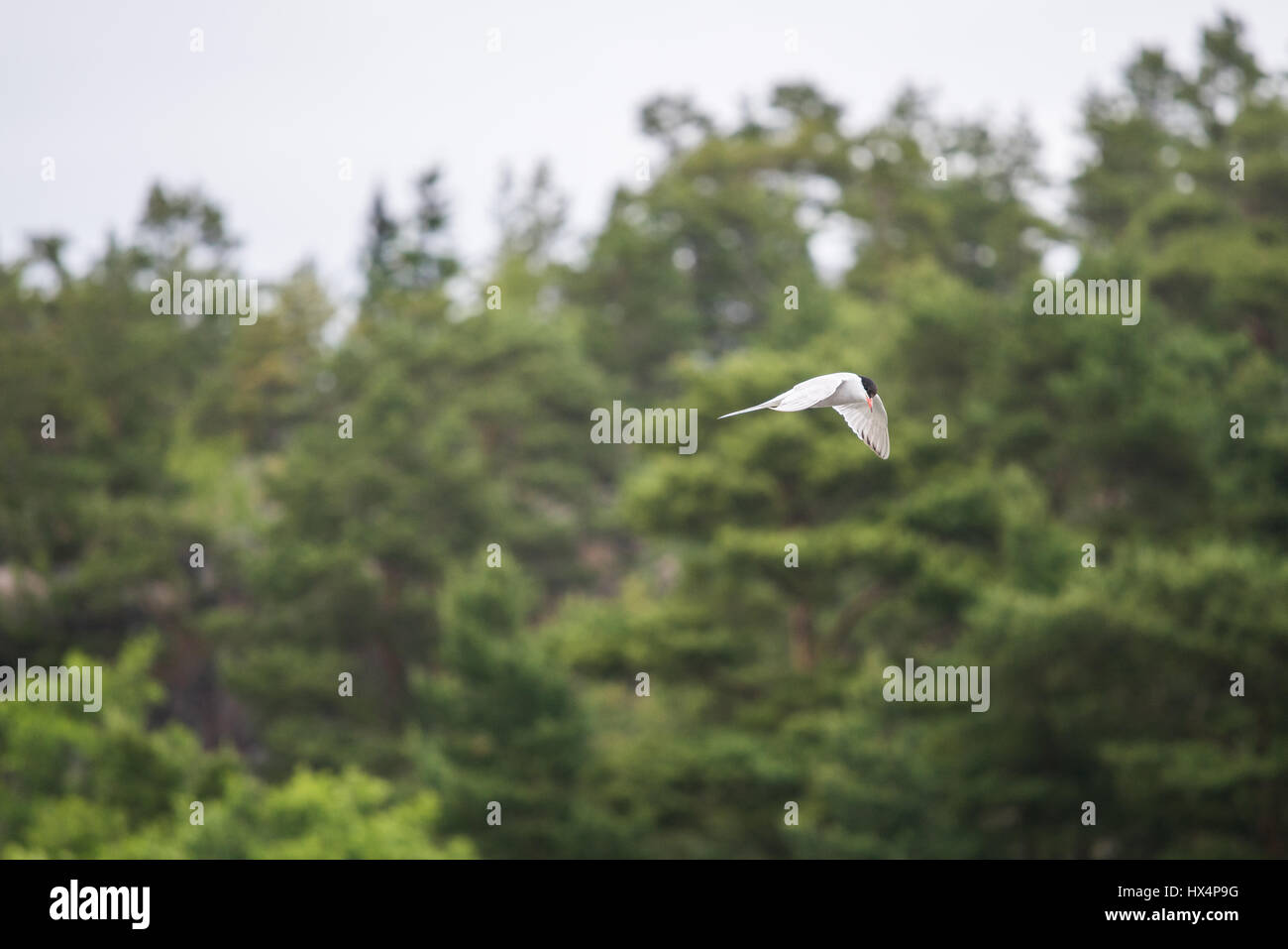 EINE arktische TURN-Angeln IN den schwedischen Schären IN THE BALTIC SEA Stockfoto