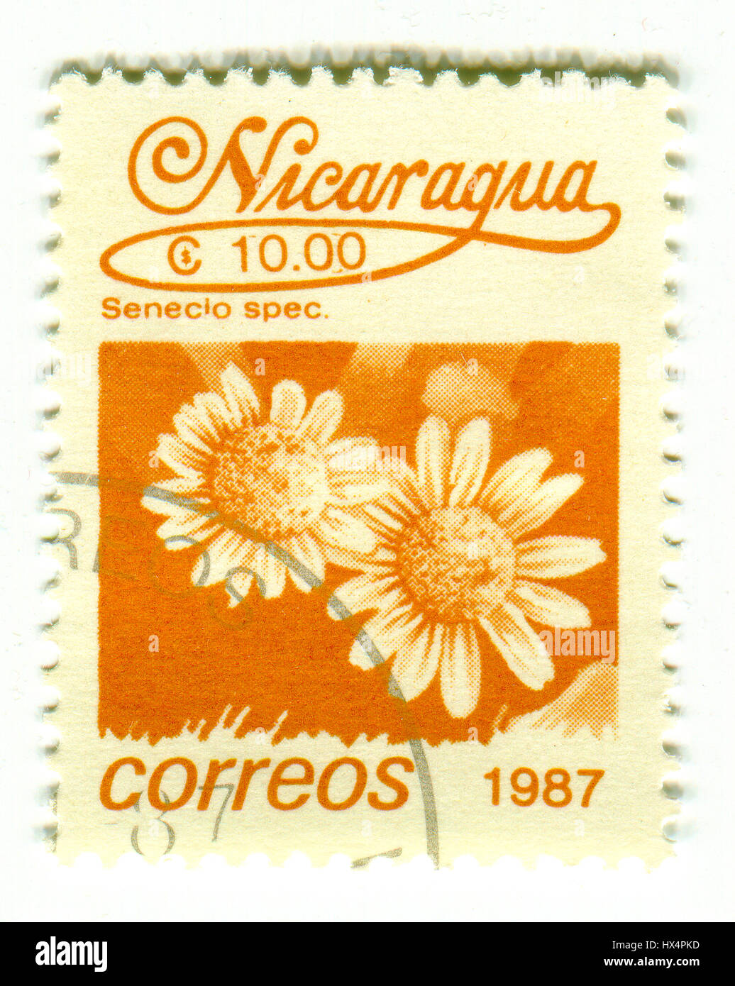 GOMEL, Weißrussland, 24. März 2017, Stempel gedruckt in Nicaragua zeigt Bild des Senecio Spec, ca. 1987. Stockfoto