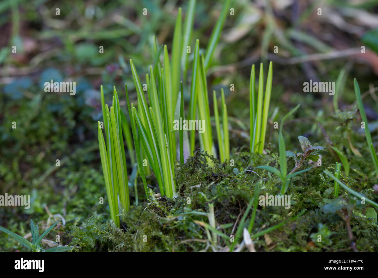 Elfenkrokus, Elfen-Krokus, Blatt, Blätter Vor der Blüte, Dalmatiner Krokus, Krokusse, Woodland Crocus, Tomasini Krokus Crocus Tommasinianus ' Tommi Stockfoto