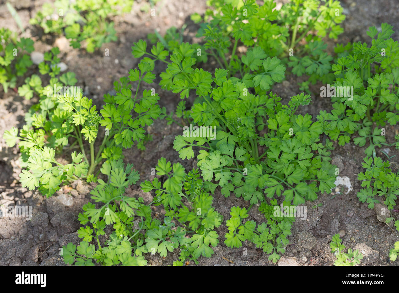 Gewöhnlicher Erdrauch, Blatt, Blätter, Jungpflanze, Fumaria Officinalis, gemeinsame Erdrauch, Fumeterre Stockfoto