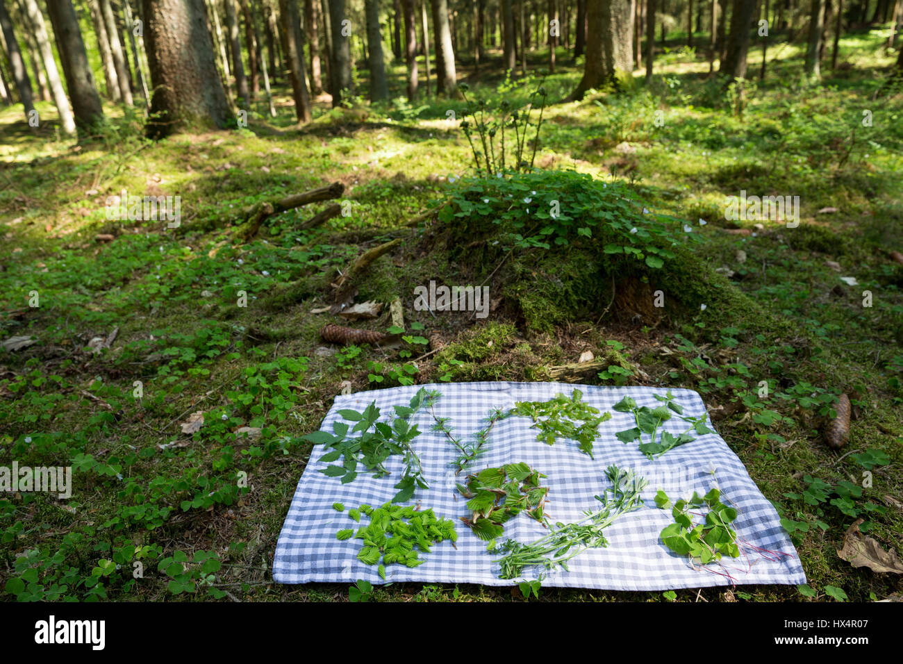 Essbare Pflanzen Im Wald Auf Einer Decke. Fichte, Buche Und Eiche, Fichtennadeln, Fichtensprosse, Fichtensprossen, Eichenblätter, Buchenblätter, Himbe Stockfoto