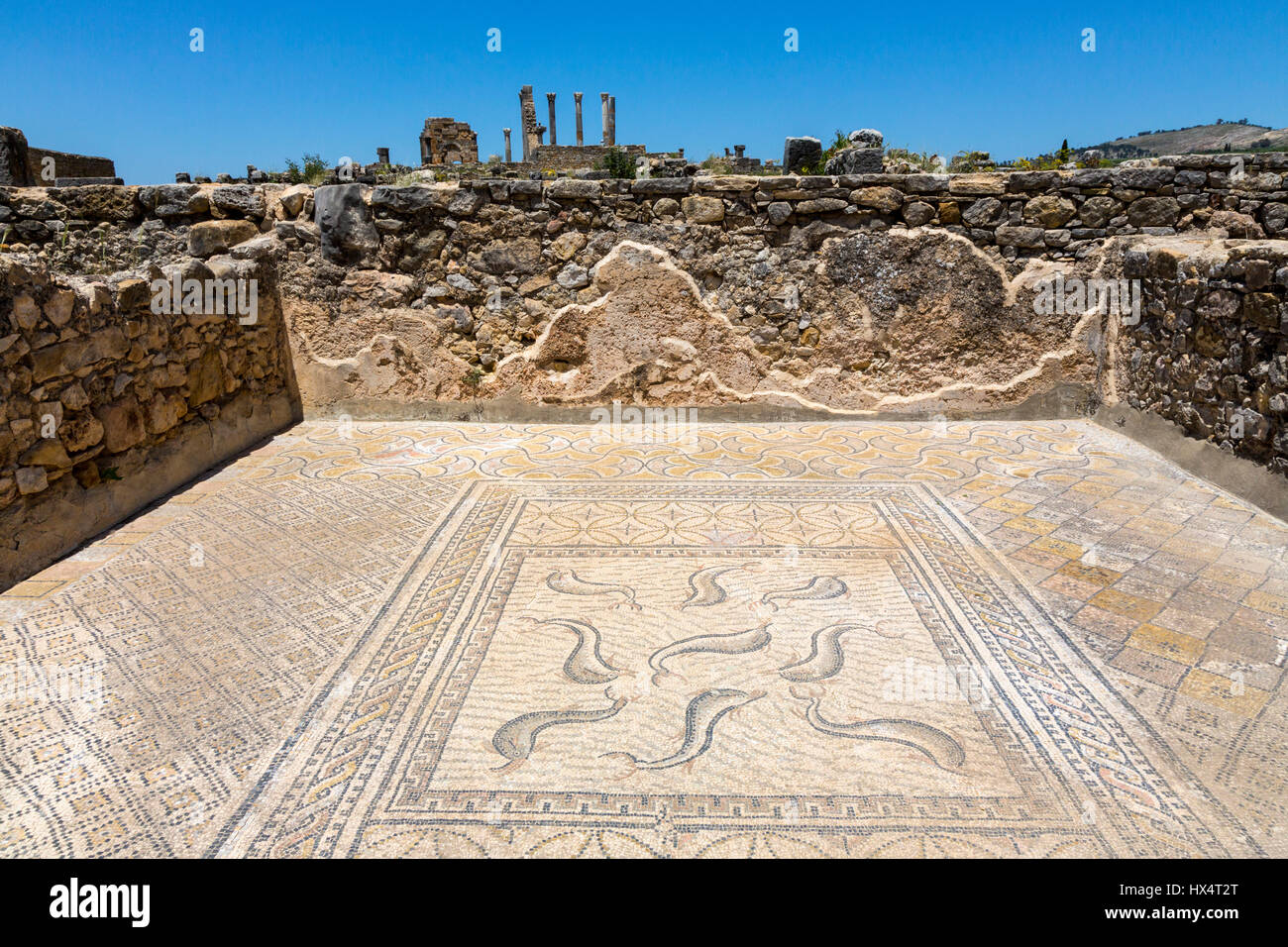 Volubilis, Marokko.  Die Mosaiken zeigen Delphine im Haus des Orpheus. Stockfoto