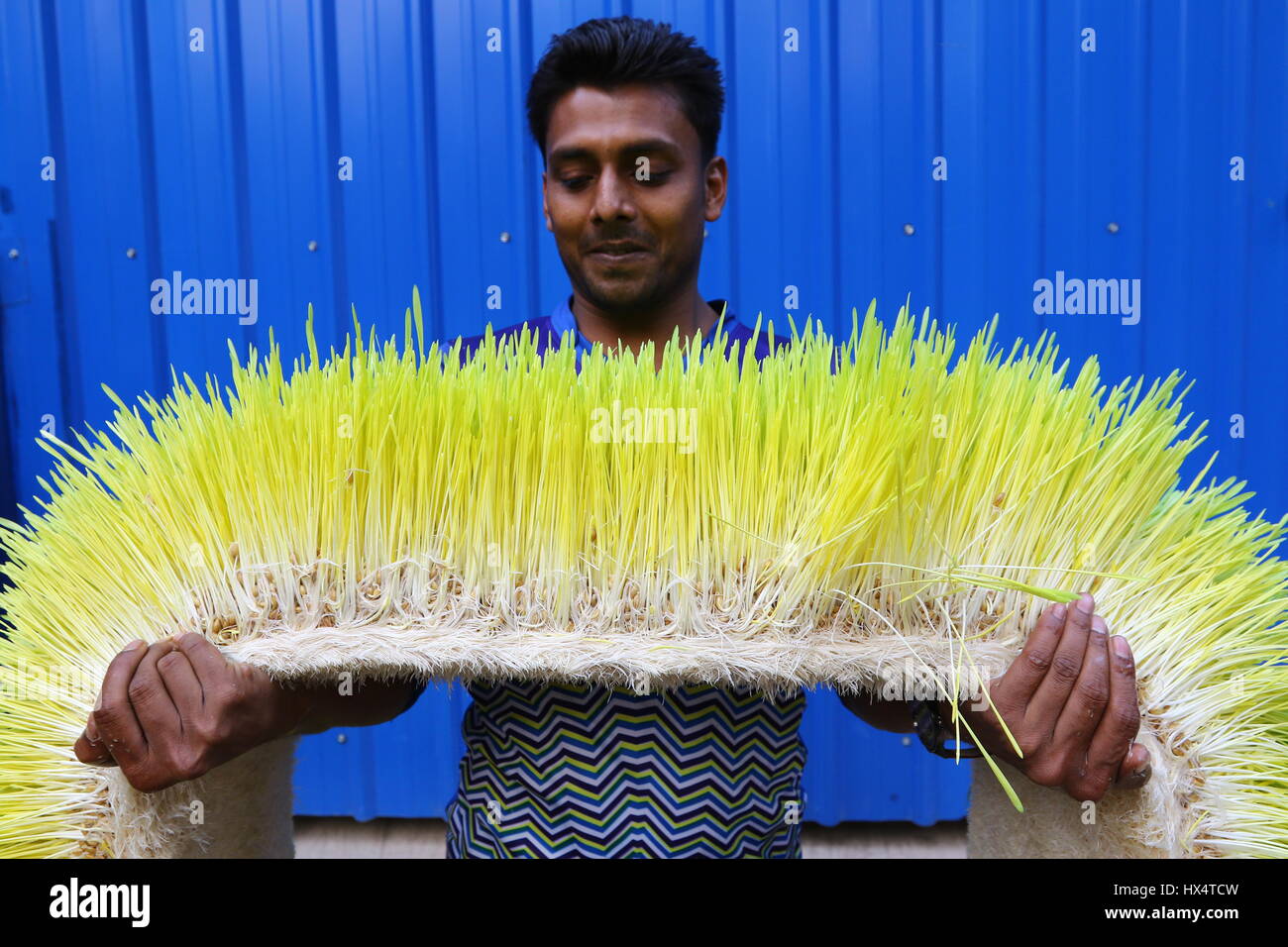 Dhaka, 23. März 2017. Ein Arbeiter zeigt hydroponic Fodder auf der Bangladesch Rat für wissenschaftliche und industrielle Forschung Campus in Dhaka. Stockfoto