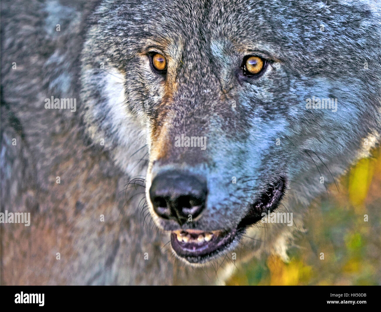 Porträt des Alarms Timberwolf, Nahaufnahme Stockfoto