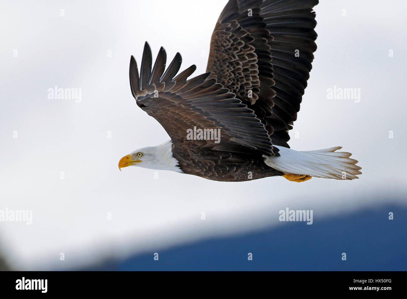 Weißkopfseeadler im Flug, bewölkt Winterhimmel, Stockfoto