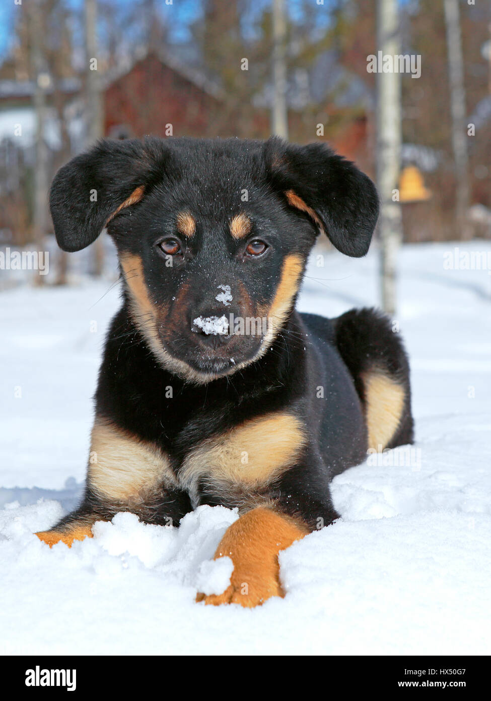 Porträt von niedlichen Schäferhund Kreuz Welpen spielen im Neuschnee. Stockfoto
