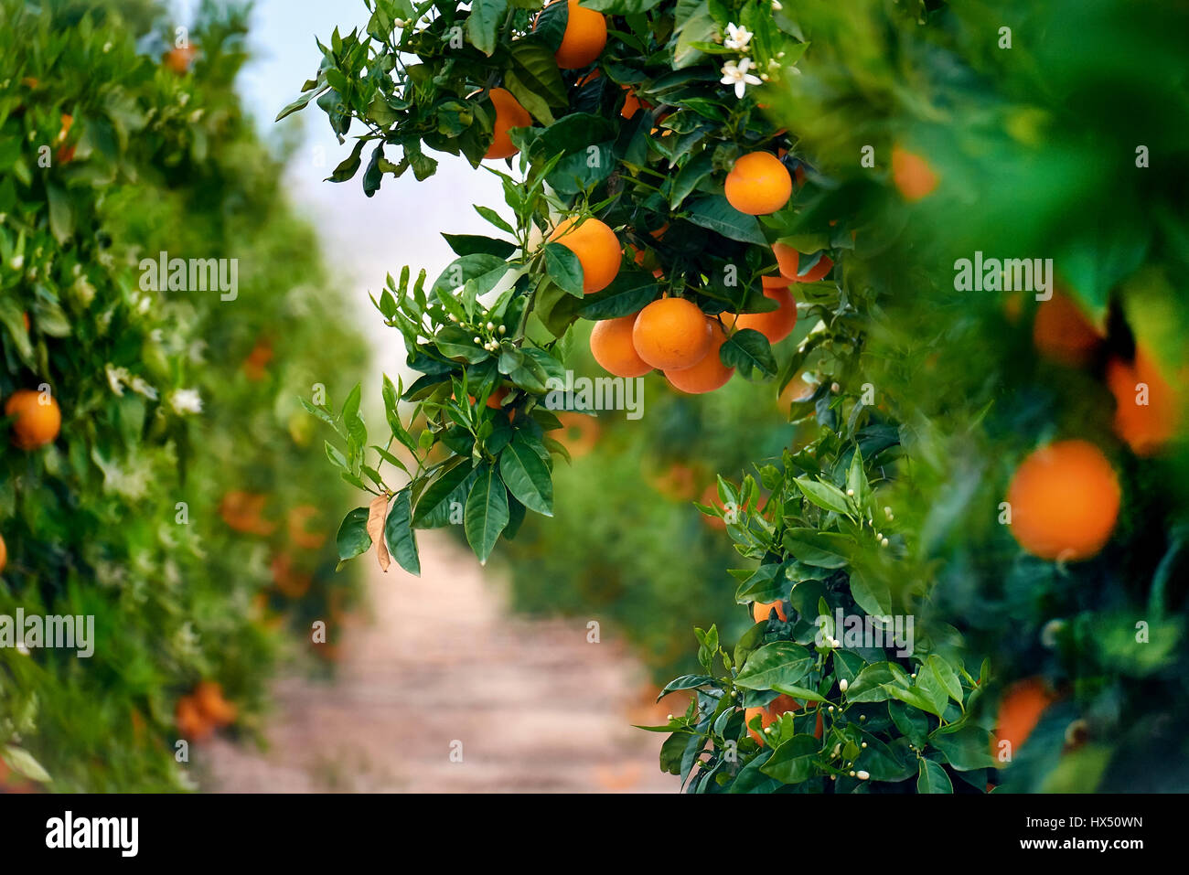 Orangenhain in Südspanien. Tageslicht, keine Menschen Stockfoto