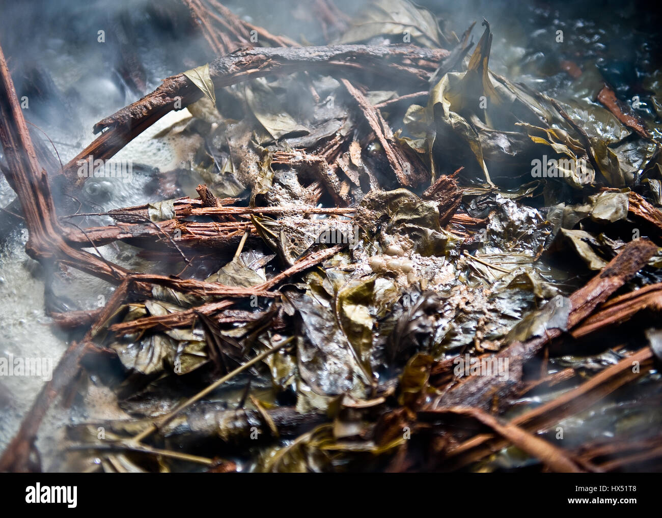 Ayahuasca Heilungszentrum in Peru Stockfoto